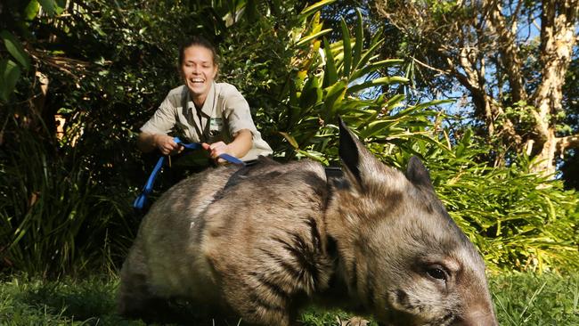 Currumbin Sanctuary Wildlife Keeper Bec McLean takes Janome a Southern Hairy Nosed Wombat, for a walk. Picture Glenn Hampson