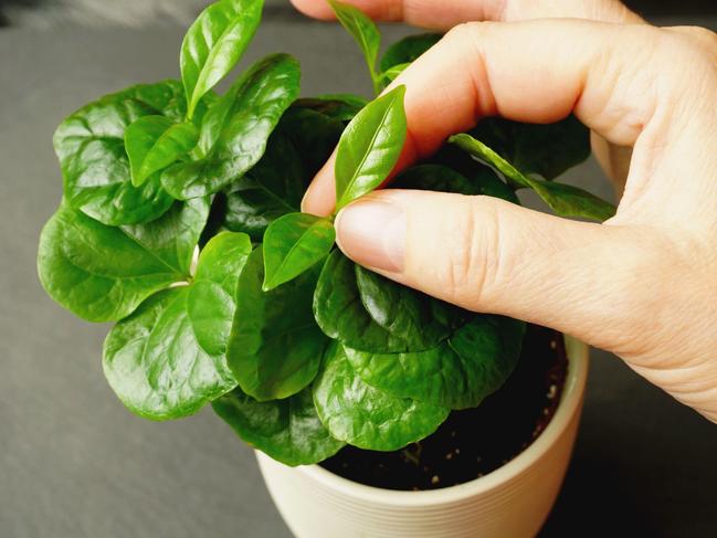 A young Coffea arabica plant.