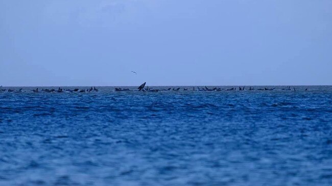 The mass stranding of pilot whales at Macquarie Heads on a sand bank in north west Tasmania. Photo: Ryan Bloomfield