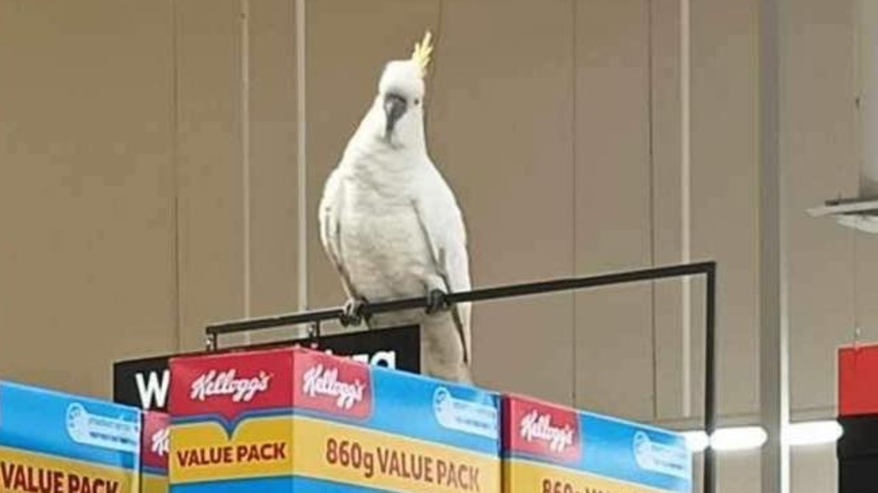 Prices are down but cockatoos are up. Picture: Ricardo Lonza