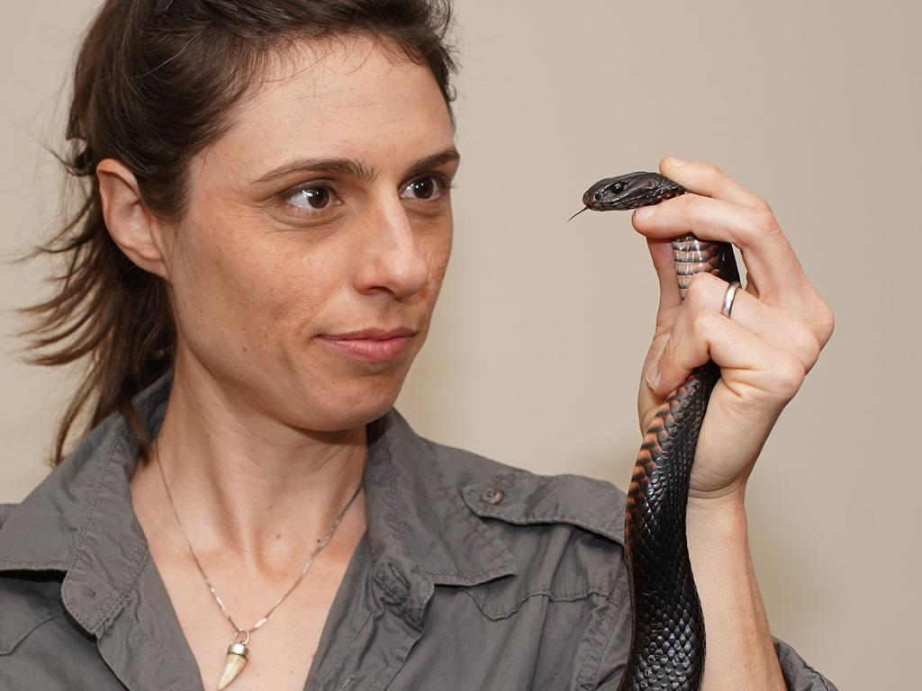 Dr Christina Zdenek handling a snake. Picture: Nick Hamilton.