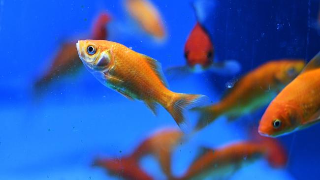 A1 Aquariums; Goldfish, a common pet fish that becomes a pest when released into the wild. Picture: Alix Sweeney