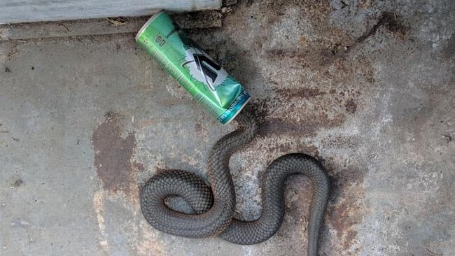 The copperhead snake with its head stuck inside a drink can. Picture: REPTILE RESCUE INCORPORATED