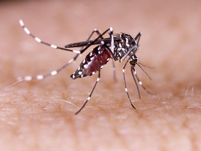 Dengue, zika and chikungunya fever mosquito (aedes aegypti) on human skin