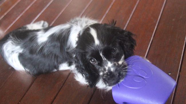 Olive as a puppy. Olive and her big sister, Aeryn, died recently after allegedly being baited in Coorparoo. Picture: Meredith Pokarier/Facebook