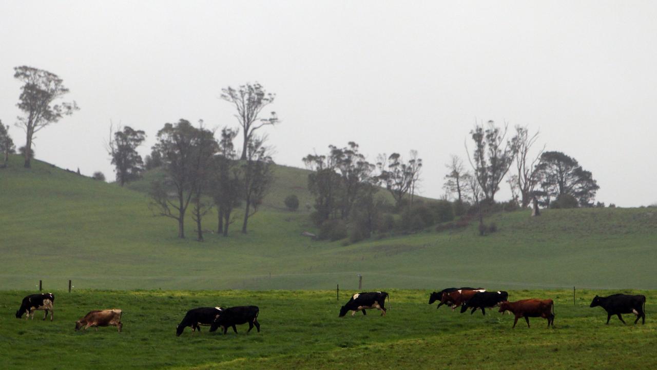 Forecasts for significant rain could save crops