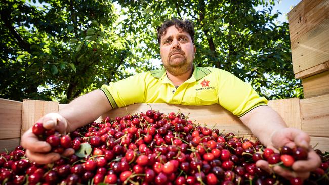 Fruit grower Tony Siciliano from Cobram is concerned years of hard work could be unwound if the Victorian government doesn’t fund area-wide fruit fly management beyond 2025.