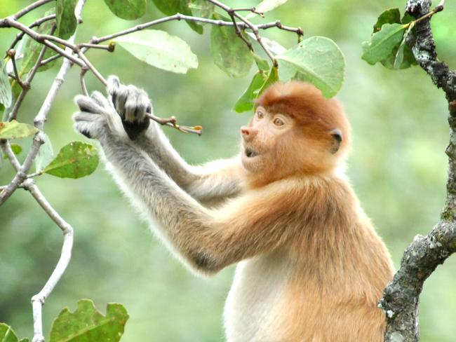 Swim with proboscis monkeys in Bako National Park.