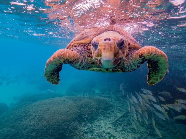 LOGGERHEAD SEA TURTLE If you’re lucky you’ll also spot Loggerhead Sea Turtles around Heron Island. You never know where they’ll pop up next so keep your camera handy to capture that magical moment. Picture: Mark Fitz