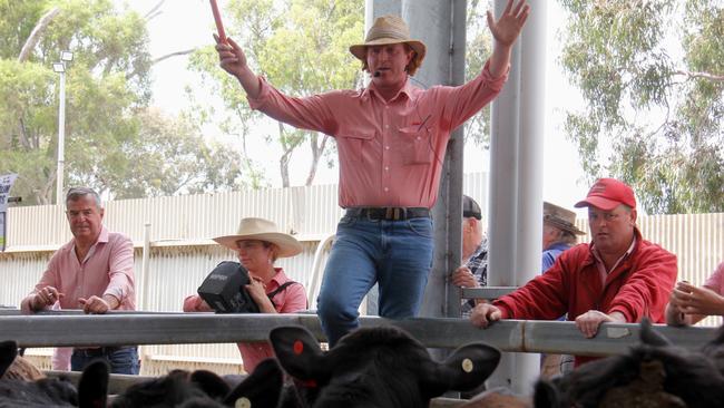 Elders agents selling at the Euroa cattle sale, December 7.