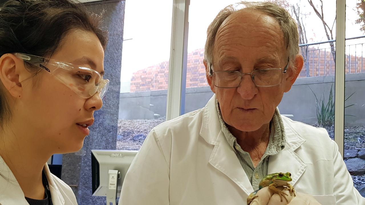 Professor Michael Mahony holds a green and golden bell frog as research assistant Rebecca Sceto looks on inside a laboratory at the University of Newcastle. Picture: Reuters