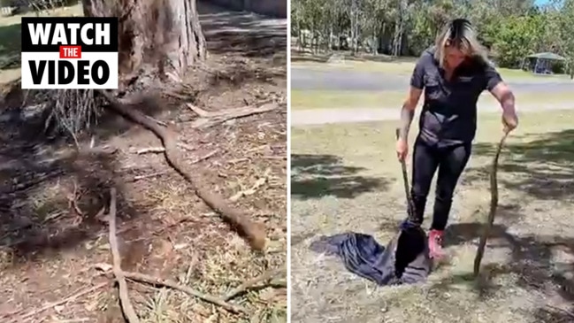 Eastern brown snake relocated from Yatala