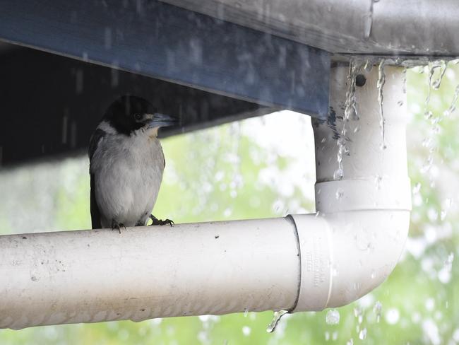 Seeking shelter fom the storm - this little butcher bird was keeping his feathers dry as 20mm of rain was dumped on Hervey Bay on Sunday morning.