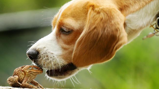 As the wet season approaches, vets have warned dogs may become addicted to licking canetoads. Picture: Mark Calleja