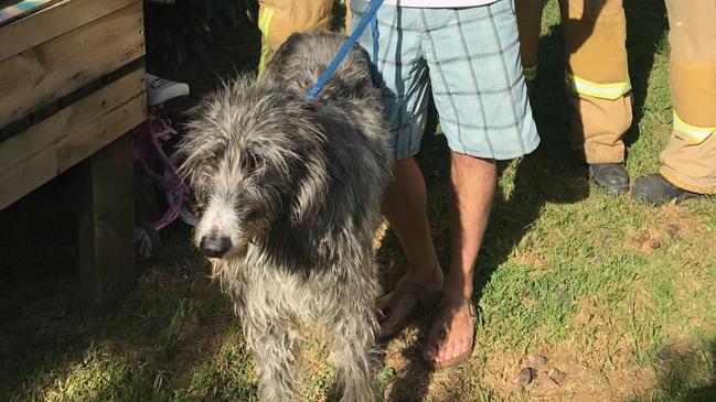 A family is safe after Boris, their staghound/wolf cross fervently alerted them to a fire which took hold of their home on Garnet Street in Brunswick.