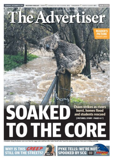 How the koala ended up on the front page of The Advertiser.