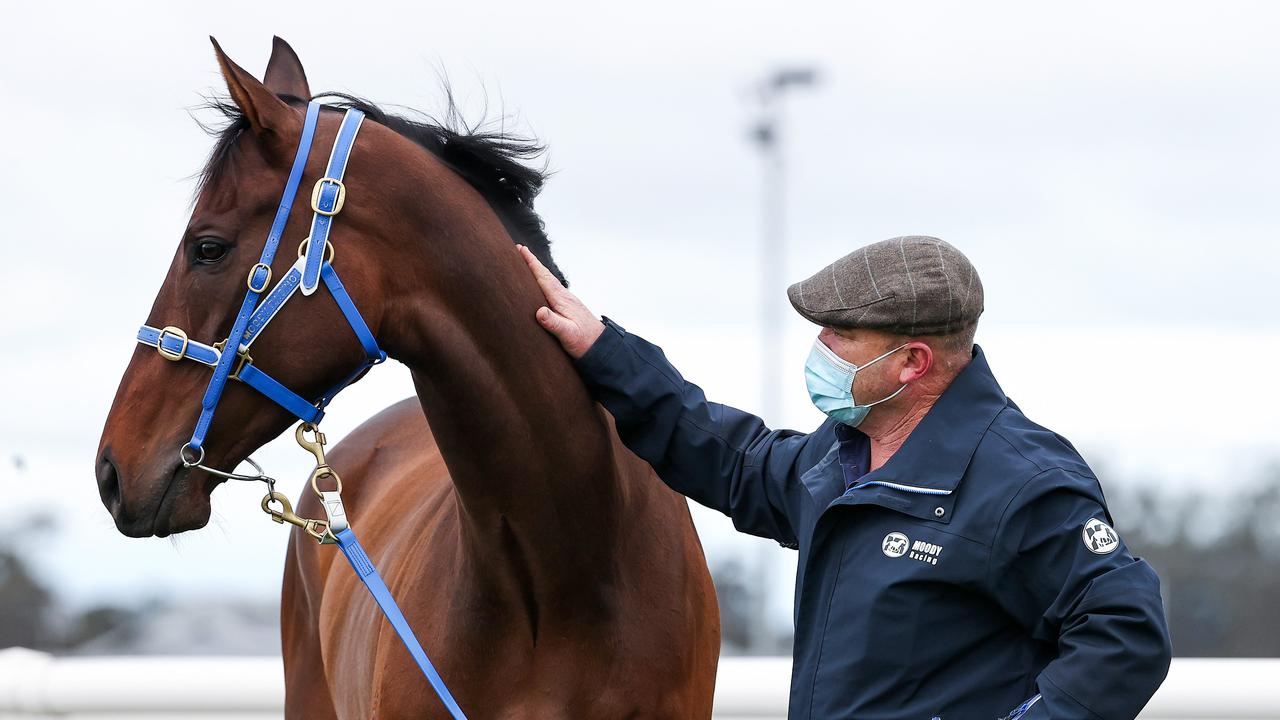 Australian thoroughbred Incentivise has been tipped as the favourite to win this year’s Melbourne Cup, having already won the 2021 Caulfield Cup. Photo by Michael Klein