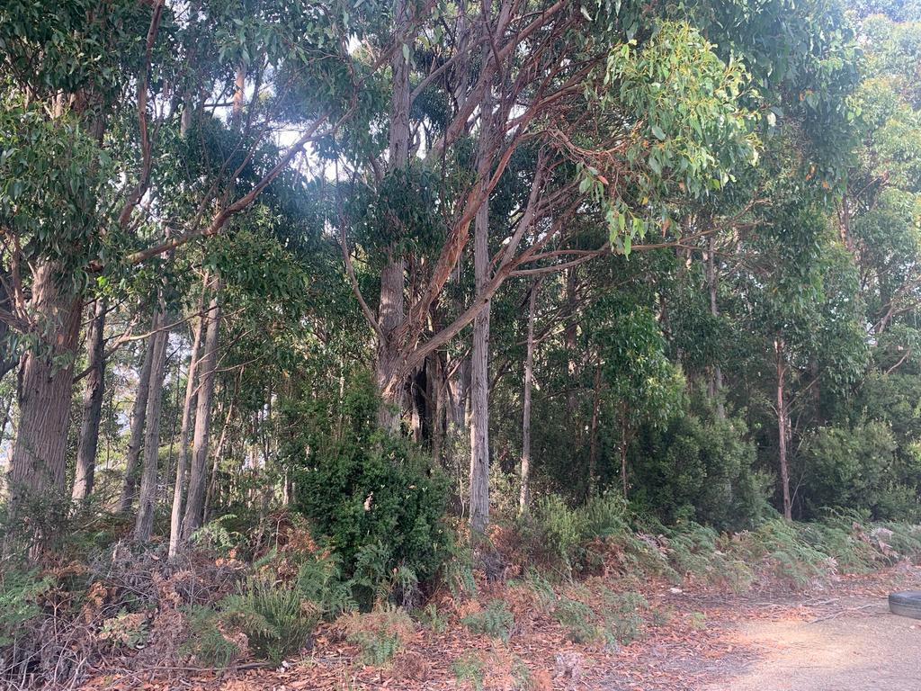 The search has continued on Thursday with woodlands in the area also being scoured. Picture: Supplied/Tasmania Police