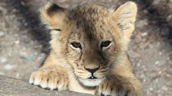 Taronga Zoo's lion cubs can be viewed by the public for the first time since being born in August. Picture: Toby Zerna