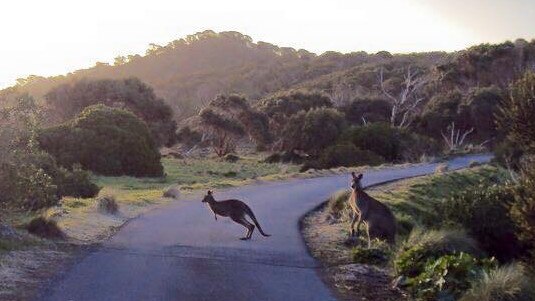 The survey also showed 76 per cent of Australians believe kangaroos are the most common animals involved in a crash.