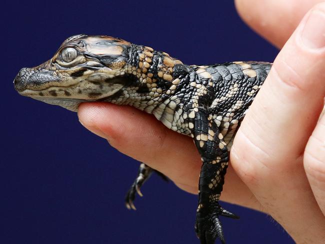 Australian Reptile Park welcomes 25 baby American alligators | Daily ...