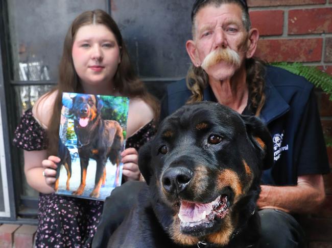 Greg Macpherson and his daughter Taylor's pet Rottweiler Thunder died of a snake bite on Christmas Eve  , The snake was just down the side of their suburban property. Pic shows Taylor  holding a picture of Thunder  and Greg with Rayne 7 a Rottweiler pal to Thunder that was with Thunder on the dayPicture: Mark Wilson