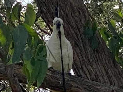 The hunt is on to find a cockatoo that has been shot through the head but is still flying around. Pic: Yarra Valley Noticeboard