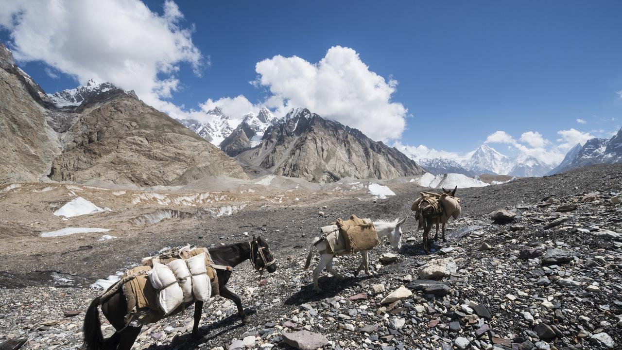 Pack horses on the trek to Shishapangma