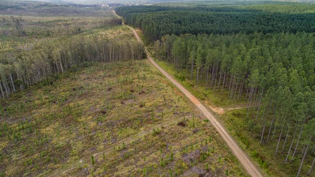 The total area planted to forestry in Victoria has <a href="https://daff.ent.sirsidynix.net.au/client/en_AU/search/asset/1032742/0">declined by about 10 per cent over the last decade.</a>