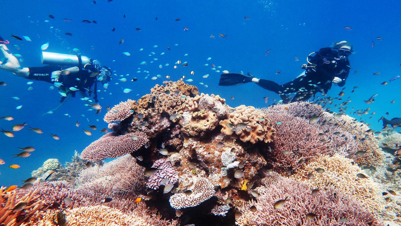 Scuba divers explore coral gardens teaming with fish life on Saxon Reef, part of the Great Barrier Reef off the coast of Cairns. Picture: Brendan Radke