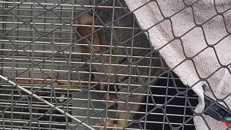 The possum was in a cage on the back of a ute in a Pomona car park for at least 45 minutes.