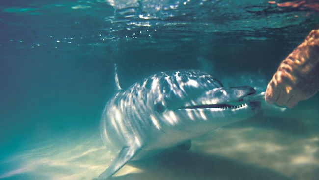 Feeding a dolphin at Tangalooma Resort, Moreton Island.