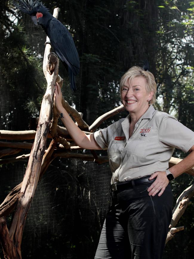 Bensted with a Palm Cockatoo at Adelaide Zoo. Picture: Dean Martin