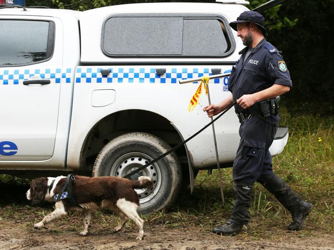 Chloe, an eight-year-old scent dog, is brought into the hunt for William Tyrrell. Picture: Peter Lorimer