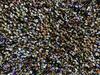 Tassie’s population growth slows to snails pace
