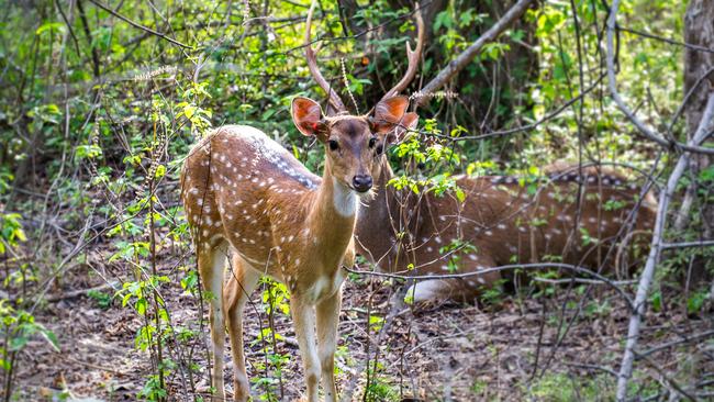 Deer numbers have surged in Melbourne’s green ridge in recent years. Picture: Istock