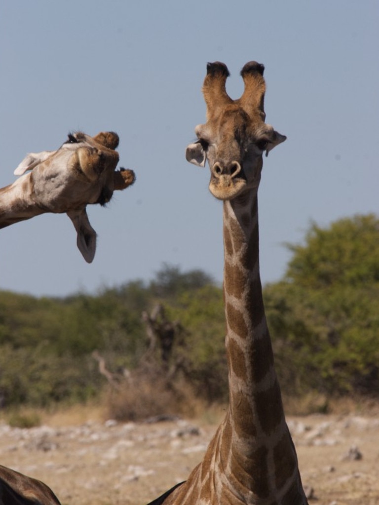 Crashing into the picture, Giraffe, Etosha National Park, Namibia. Picture: © Brigitte Alcalay Marcon/Comedy Wildlife Photo Awards 2020