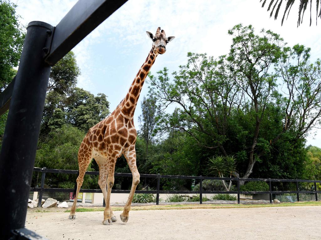 Adelaide Zoo giraffe Dharba dies after health check | The Advertiser