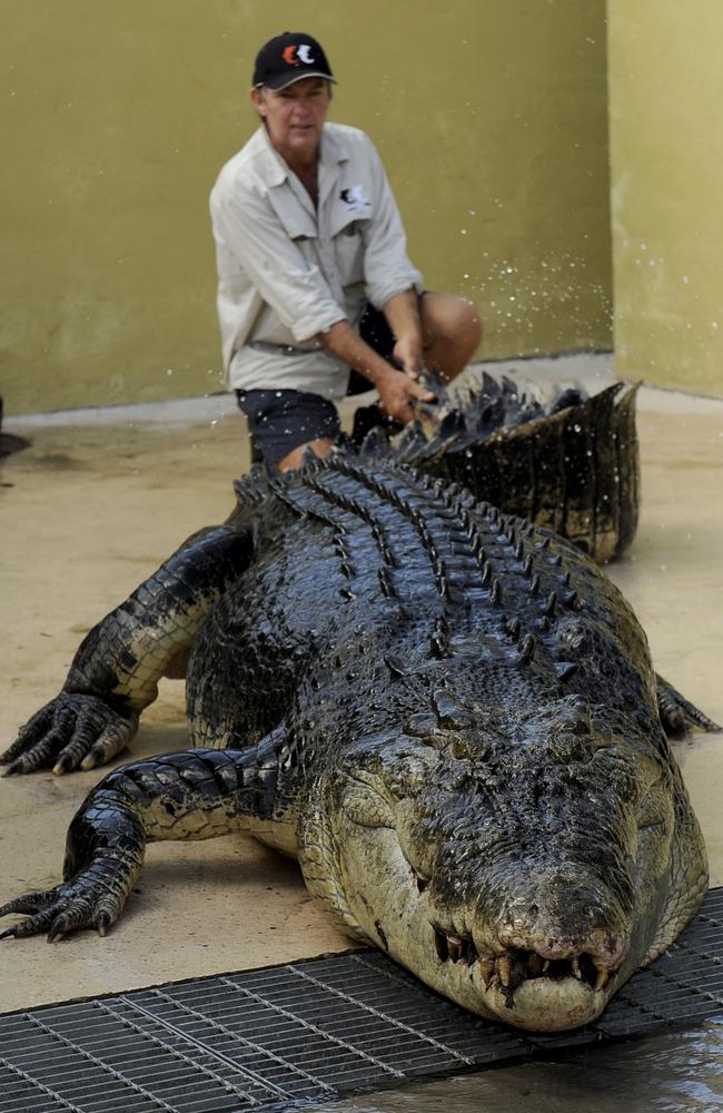 Croc handler Nigel Palmer holds Tripod as he familiarises himself with his new home at Crocosaurus Cove. Picture: Justin Sanson