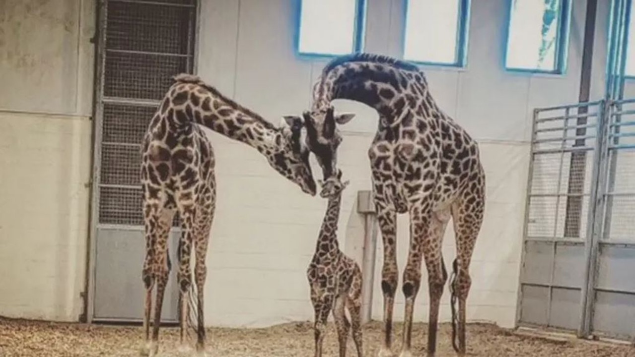 Parker had a male baby with Iggy, another zoo giraffe, in April. Seneca Park Zoo