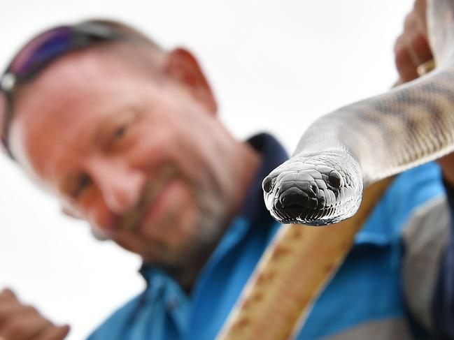 Tony Harrison with a black headed python snakes. Picture: John Gass