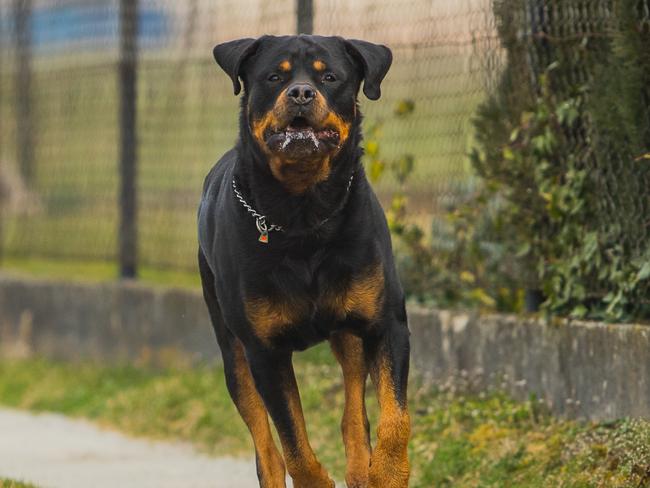 File image of a rottweiler dog. Picture: iStock