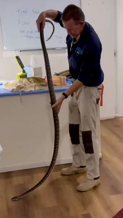 Massive snake removed from unexpected hiding place