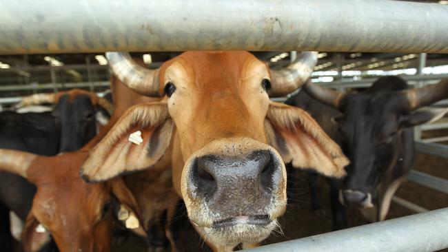 The last man to front court on charges related to the butchering of a live cow at a cattle yard outside Darwin has been sentenced