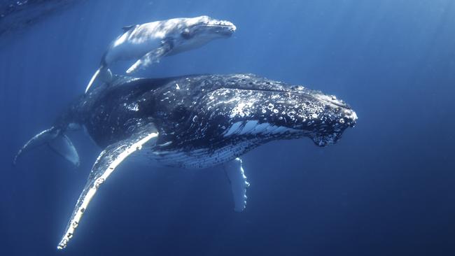 This mum and calf were homeward bound but paused to pose for whale watchers with Sunreef Mooloolaba Photo:  Migration Media  Underwater Imaging