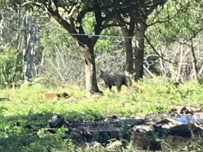 Amy Glock took this photo of a panther-like creature near Eden Creek. She shared it on a Kyogle community Facebook page after reports of recent sightings.