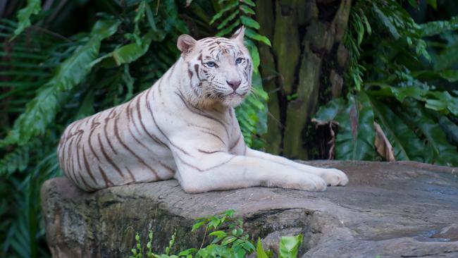 Female zookeeper killed by tiger at Hamerton Zoo | news.com.au ...