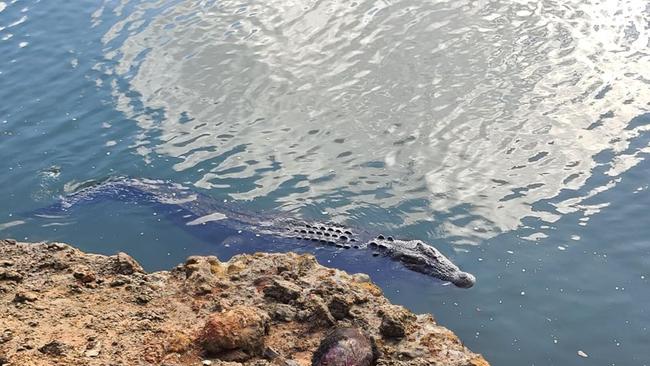 A large crocodile photographed last month at Crocodile Bend who has been know by locals to live in the area. Photo: Le Long