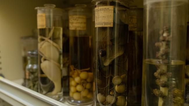 Specimens fill the Herbarium’s shelves. Picture: Supplied