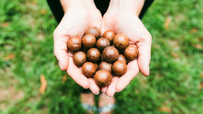 ESCAPE: BUNDABERG FOOD .. for Kerry Heaney story .. Bundaberg produces 25% of Australia's Macadamias. Picture: Supplied